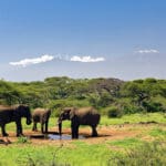 Set on a private conservancy, Ol Donyo Lodge boasts postcard-perfect views of Mount Kilimanjaro.