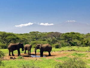 Set on a private conservancy, Ol Donyo Lodge boasts postcard-perfect views of Mount Kilimanjaro.