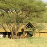 Cene y descanse en la tienda comedor de Lengai, o simplemente relájese a la sombra de las acacias.