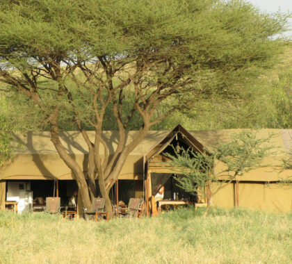 Dine and lounge in Lengai's mess tent, or simply relax in the shade of acacia trees.
