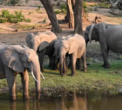 10 cosas que ver y hacer en el Parque Nacional del Bajo Zambeze de Zambia