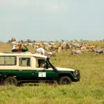 Game drives at Nairobi Tented Camp.