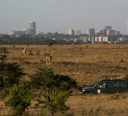 Game drives in Nairobi National Park.