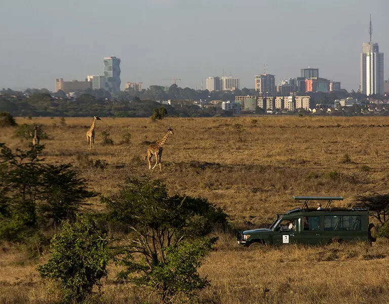 Game drives in Nairobi National Park | Ololo Safari Lodge