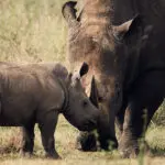 Spot rhinos on a game drive.