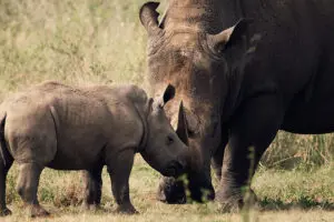 Spot rhinos on a game drive.