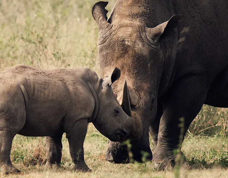Spot rhinos on a game drive.