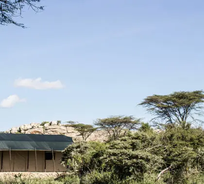 Campamento de guepardos Porini.