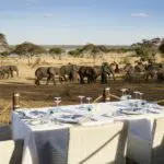 Cenar con elefantes en la mira.