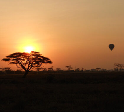 Consider doing a hot air balloon safari.