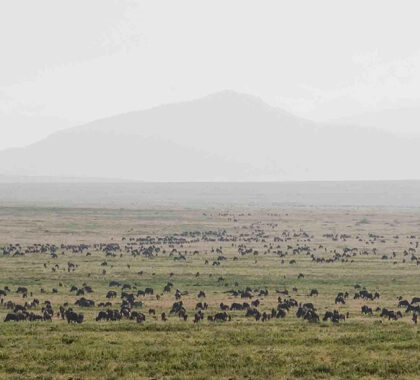 Wildebeest Migration located close to Serengeti Kati Kati Camp.