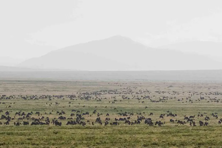 Wildebeest Migration located close to Serengeti Kati Kati Camp.