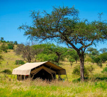 Serengeti Kati Kati Camp, tent exterior.
