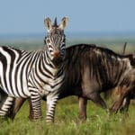 Get close to Africa's wild animals in the Serengeti.