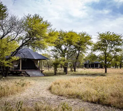 Ground-level pathways leading you to your tent creates an authentic feel. 