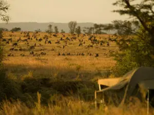 Enjoy your front-row seats during the Migration season.