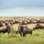 Manada de ñus en migración cerca del campamento Sanctuary Kichakani Serengeti.