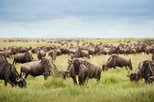 Manada de ñus en migración cerca del campamento Sanctuary Kichakani Serengeti.