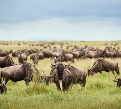 Manada de ñus en migración cerca del campamento Sanctuary Kichakani Serengeti.