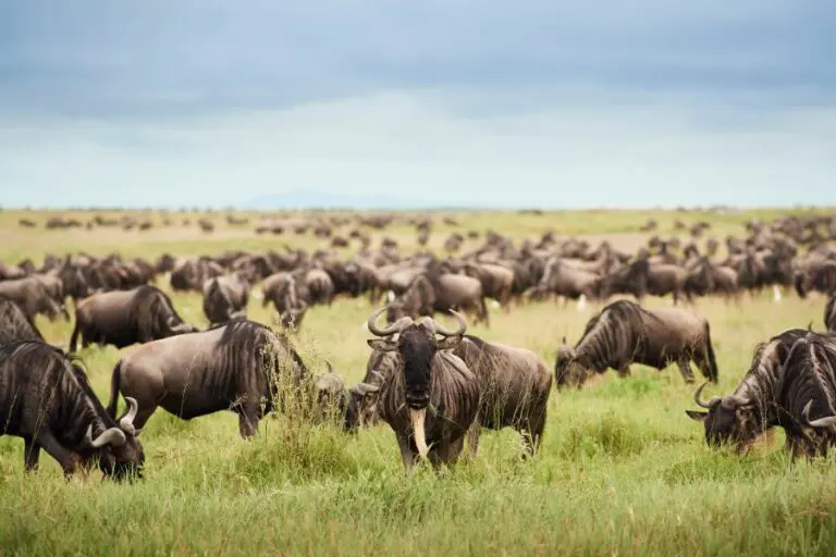 Wildebeest Migration herd near Sanctuary Kichakani Serengeti Camp.