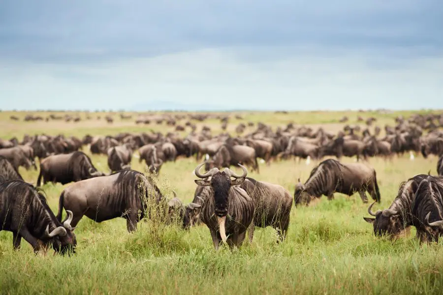 Manada de ñus en migración cerca del campamento Sanctuary Kichakani Serengeti.