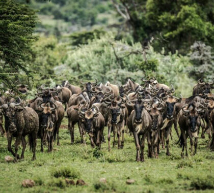 Wildebeest migration.