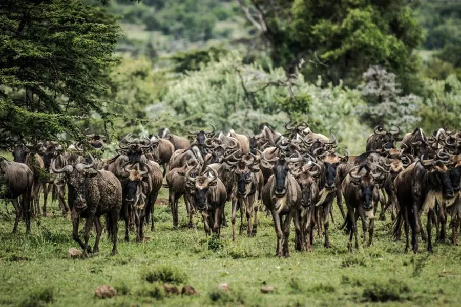 Wildebeest migration.