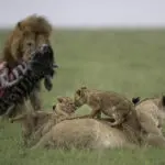 Excepcional avistamiento de animales.