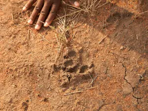 You never know what you're going to discover on foot in this remote corner of the Serengeti.