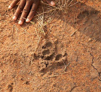 Wayo-footprints
