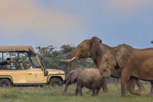 Recorridos de caza en los valles aislados que albergan el campamento Porini. | Porini Rhino Camp