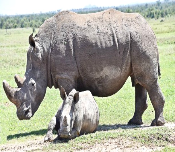 rhino-cub