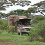 Get up close and personal with Amboseli’s elephants on private game drives.