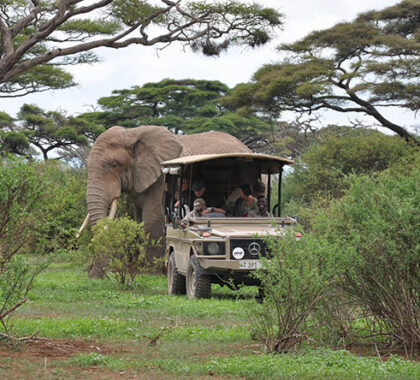 Get up close and personal with Amboseli’s elephants on private game drives.