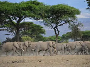 The legendary elephant herds of Amboseli roam free in this ancient Maasai land.