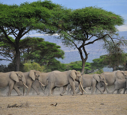 The legendary elephant herds of Amboseli roam free in this ancient Maasai land.