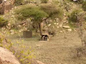 The dome tents at Wayo is simple and comfortable, large enough for two people and insect-proof.