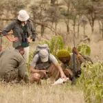 Absorb all the knowledge and expertise of your guide while exploring the Serengeti on foot.
