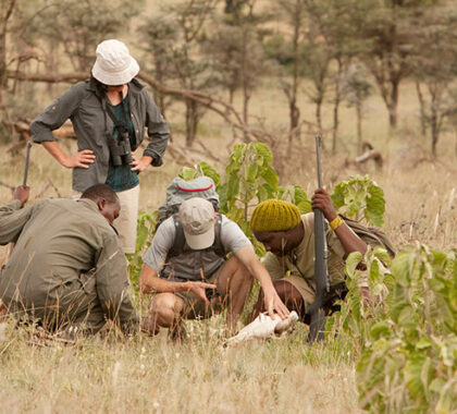 Absorb all the knowledge and expertise of your guide while exploring the Serengeti on foot.