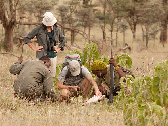 Absorb all the knowledge and expertise of your guide while exploring the Serengeti on foot.
