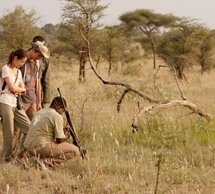 Enjoy expertly guided walking safaris, accompanied by an armed park ranger.