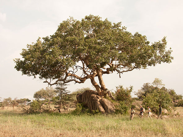 Wayo is situated in a protected wilderness area of the spectacular Serengeti National Park.
