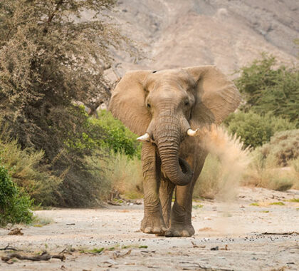 A remarkable desert oasis with majestic African elephants.