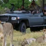 Guests can explore the exclusive traversing area of the concession on game drives with skilled guides.