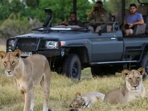 Guests can explore the exclusive traversing area of the concession on game drives with skilled guides.