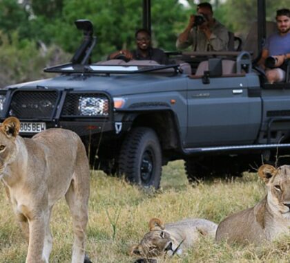 Guests can explore the exclusive traversing area of the concession on game drives with skilled guides.