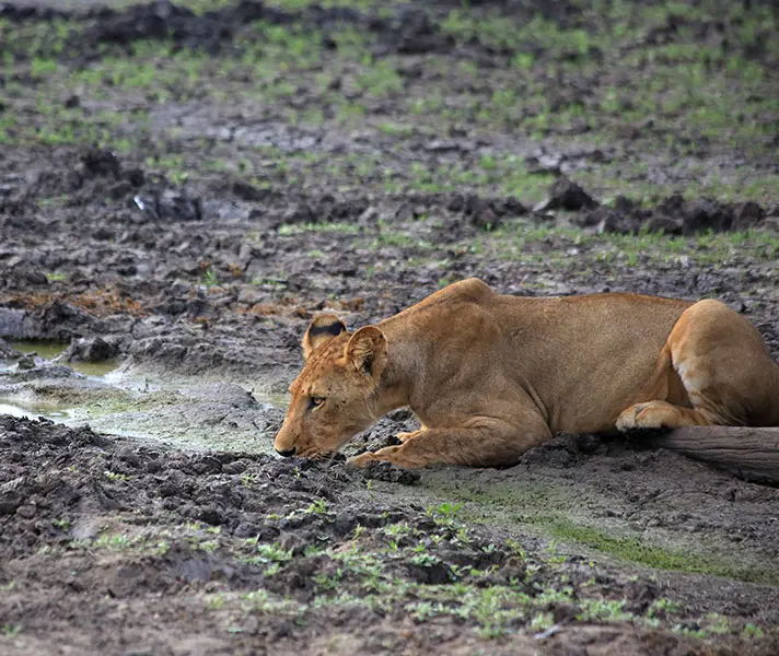 hihlights_lion_drink_by_river