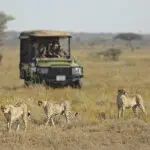 Guepardos en la sabana.
