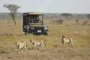 Guepardos en la sabana.