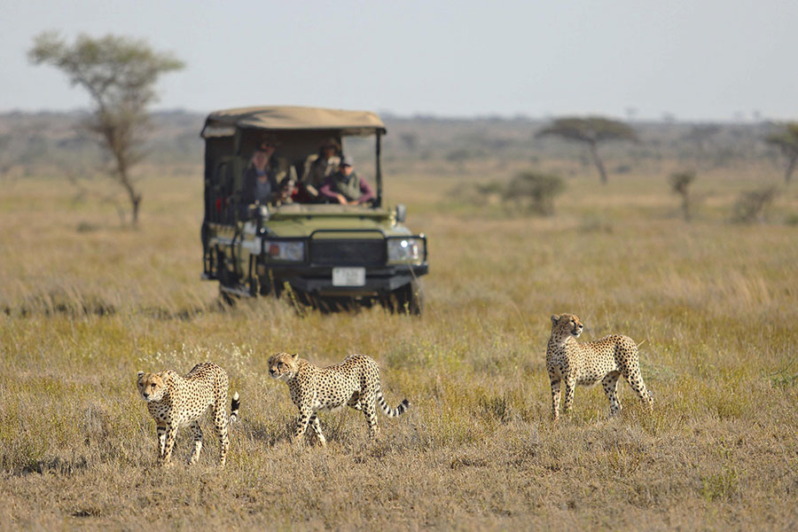 Cheetahs in the savannah.